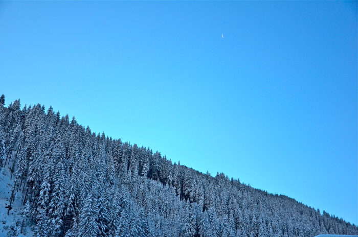 Forest in Tyrol in Austria