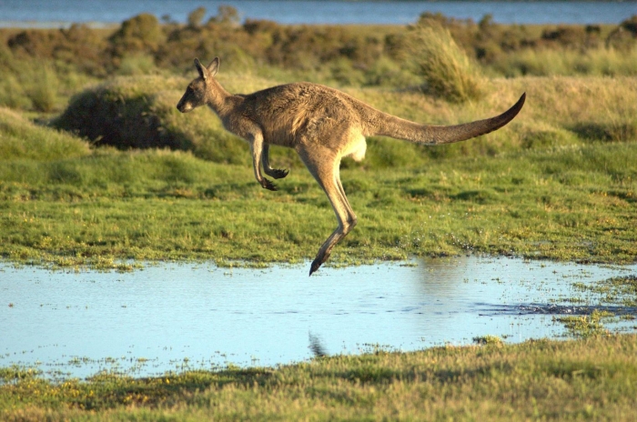 A jumping kangaroo is one of the reasons to visit Australia