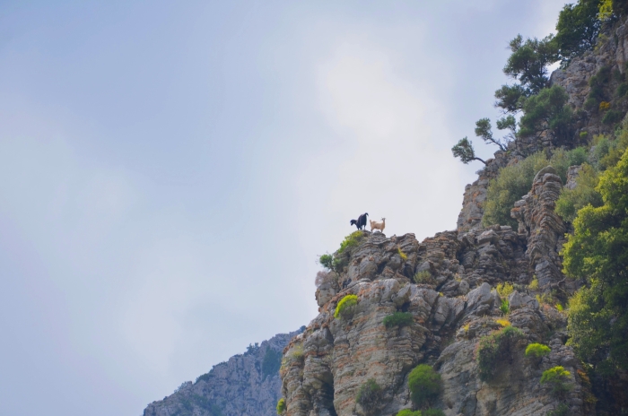 Goats on a mountain at the Aegean