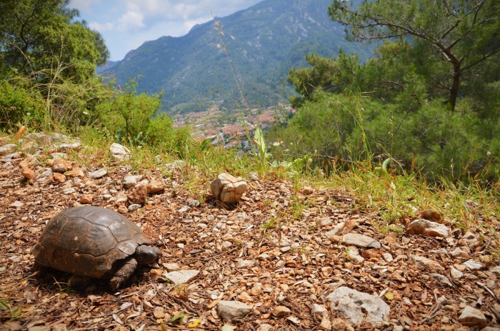 Die Türkische Ägäis hat sogar Schildkröten
