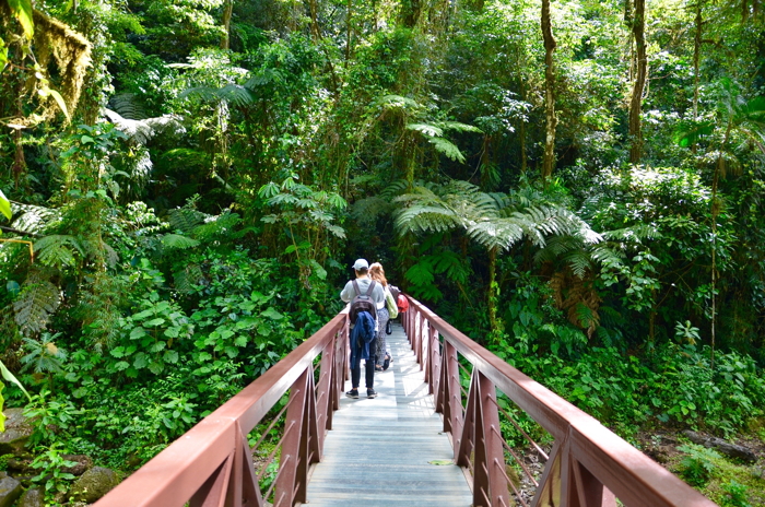 Pura Vida Costa Rica