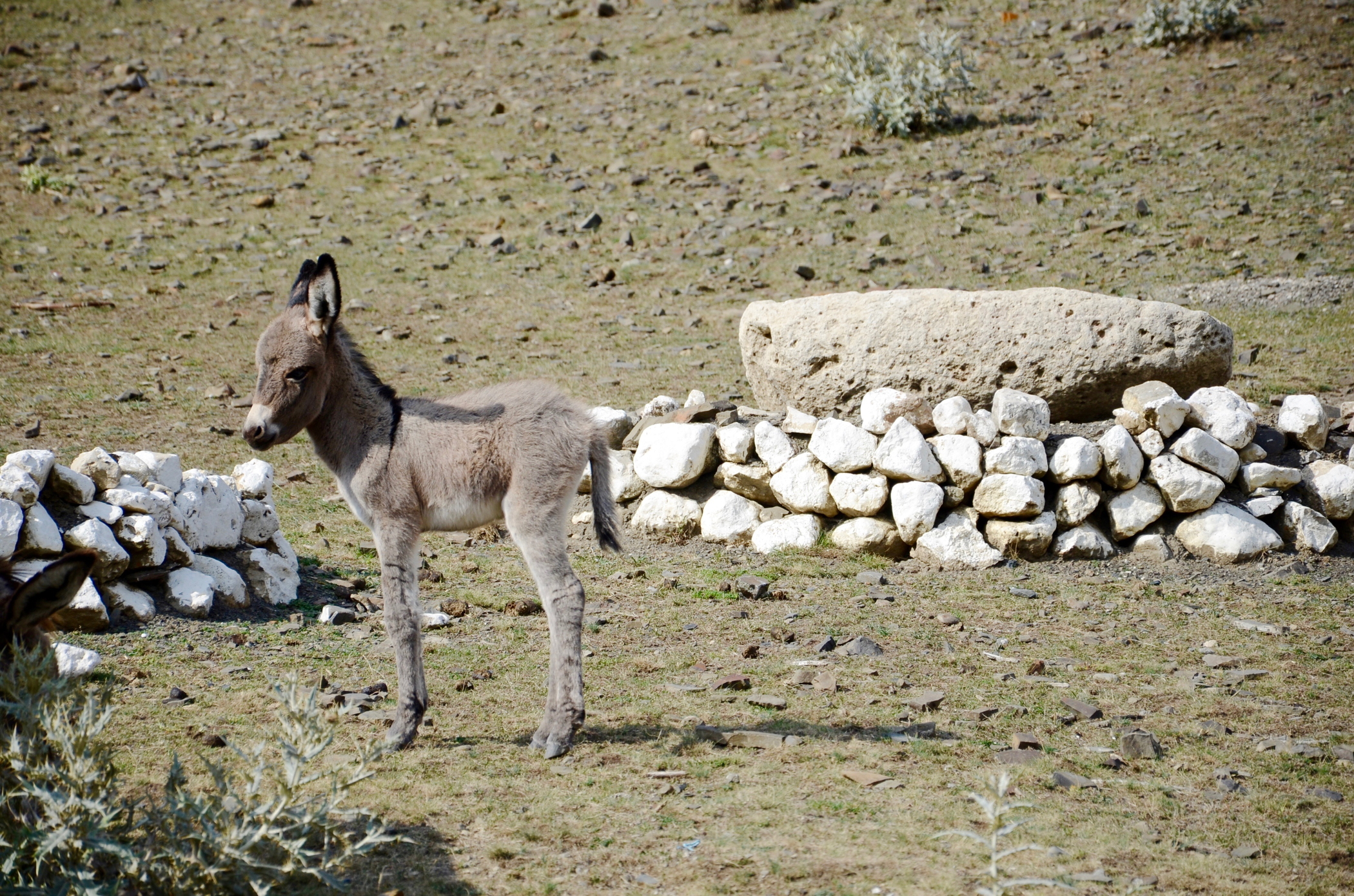 azerbaijan travel Xinaliq donkey