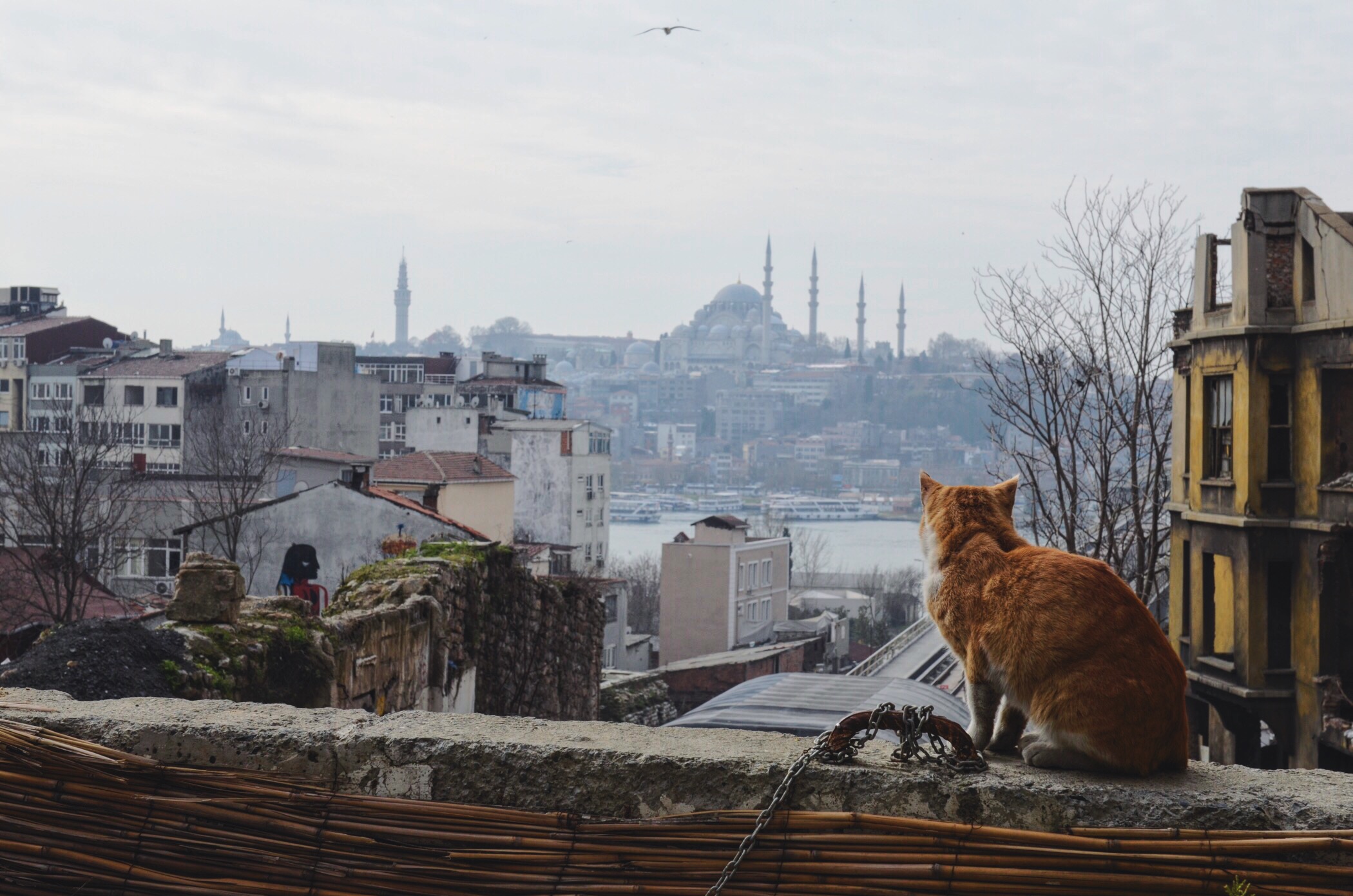cat tour istanbul