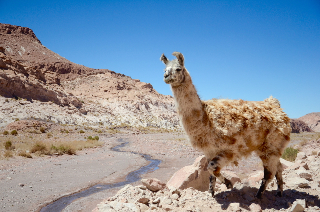 Sehenswürdigkeiten im Chile wie Lamas