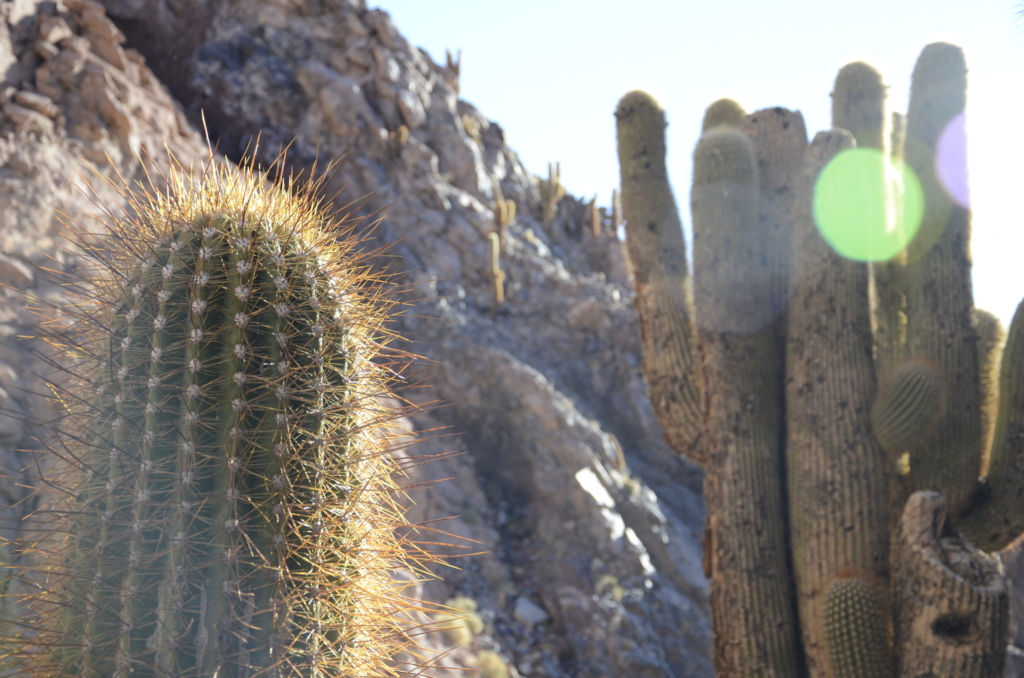 Sehenswürdigkeiten Chile wie das Cactus Valley